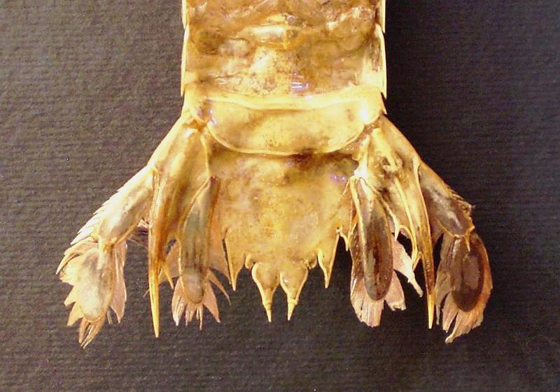 Faughnia serenei T.F.C. female ventral view AS5-6 and telson.jpg